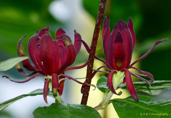 {Calycanthus floridus}
